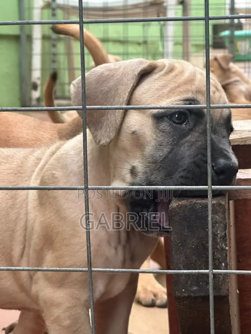 1-3 months Male Purebred Boerboel