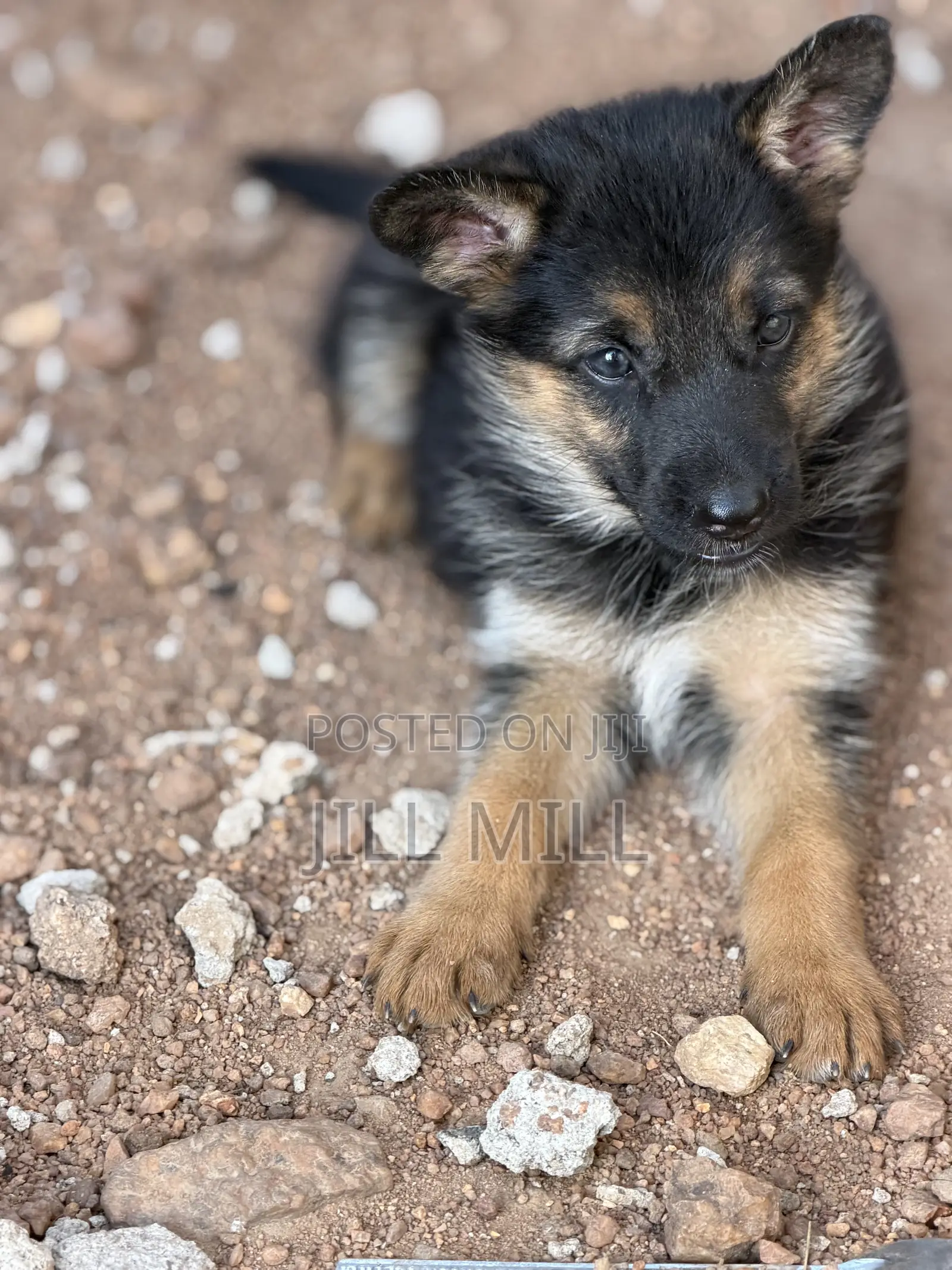 1-3 months Female Purebred German Shepherd