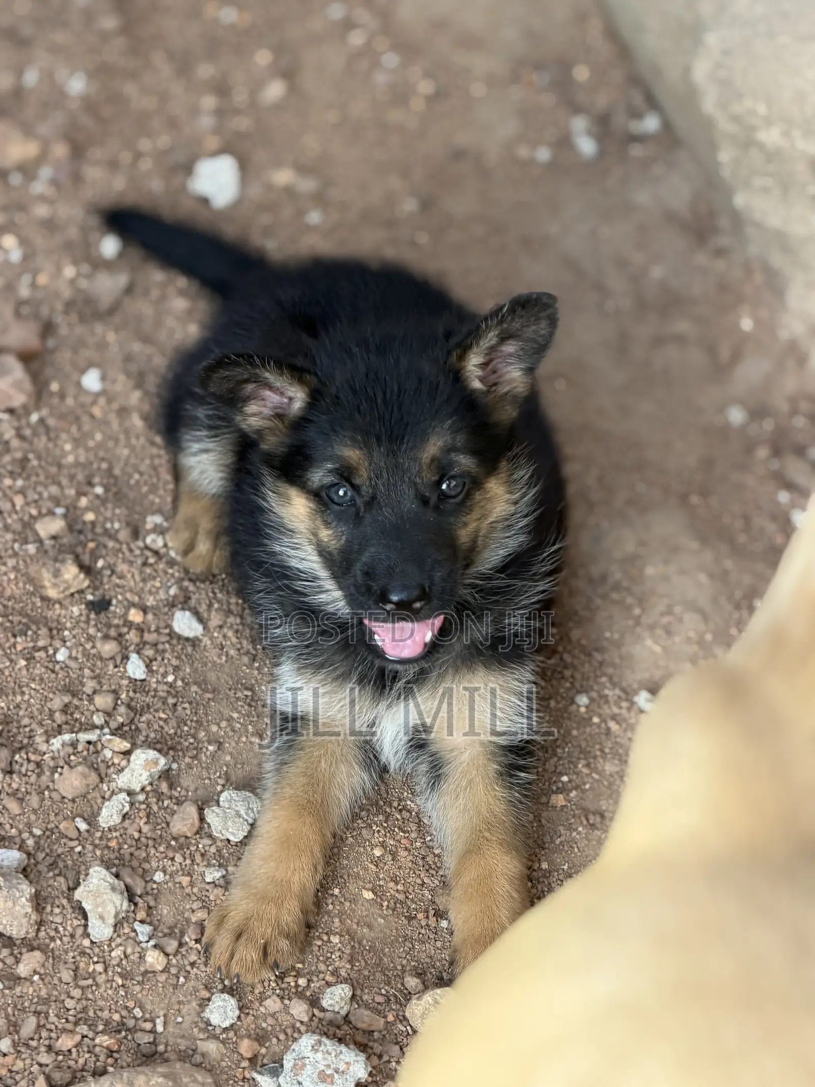 1-3 months Female Purebred German Shepherd