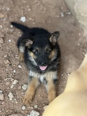 1-3 months Female Purebred German Shepherd