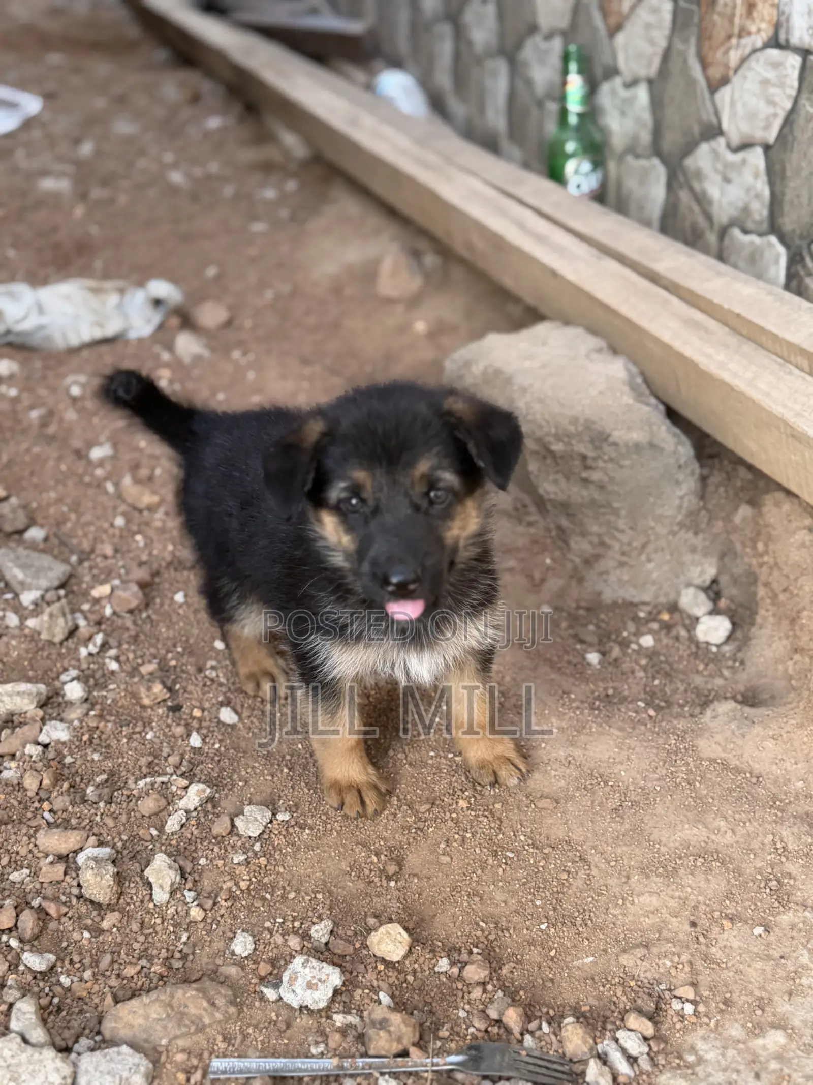 1-3 months Female Purebred German Shepherd