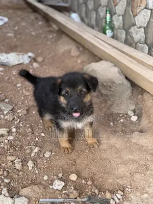 1-3 months Female Purebred German Shepherd