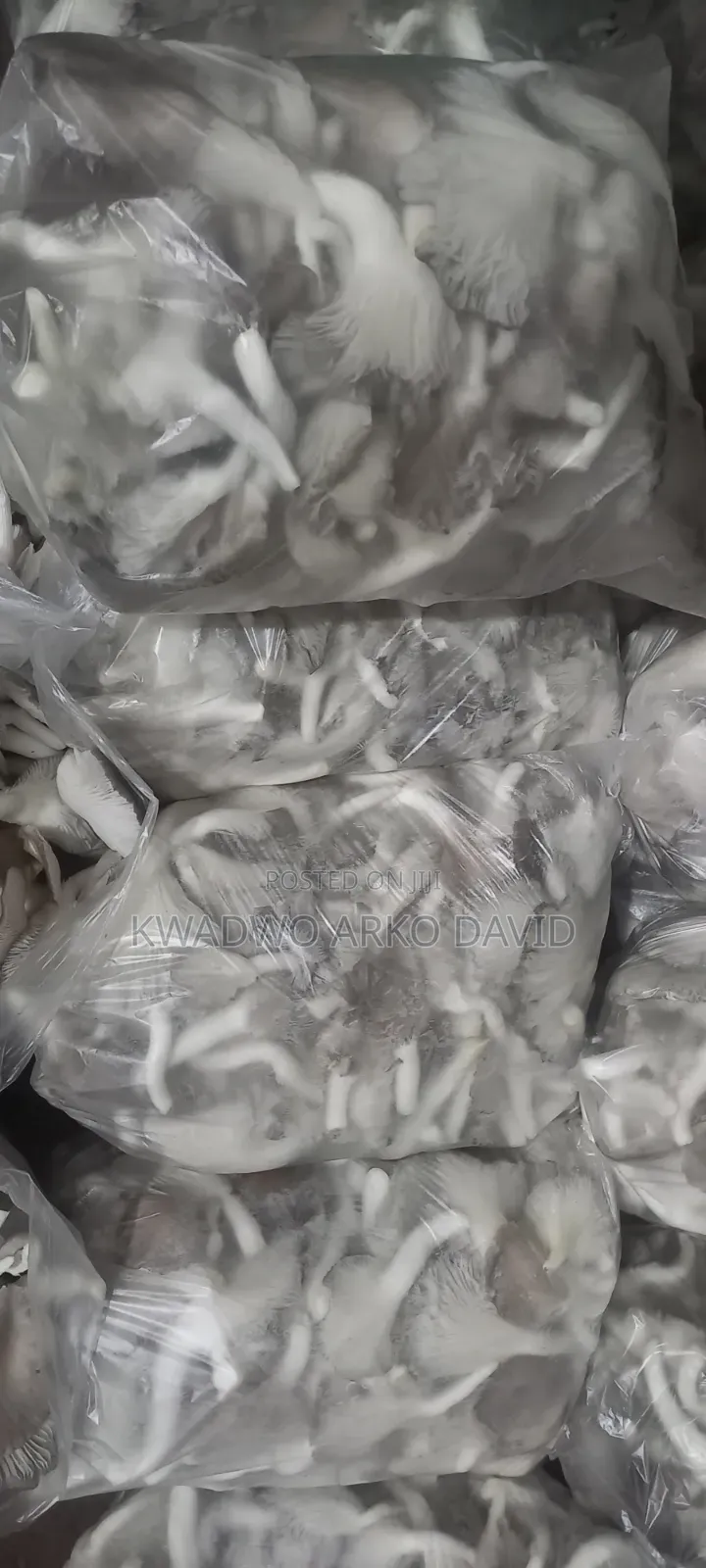 Fresh Oyster Mushroom