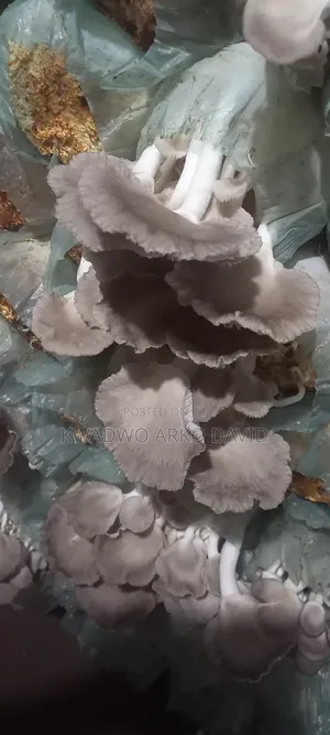 Fresh Oyster Mushroom