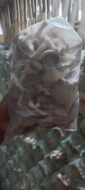Fresh Oyster Mushroom