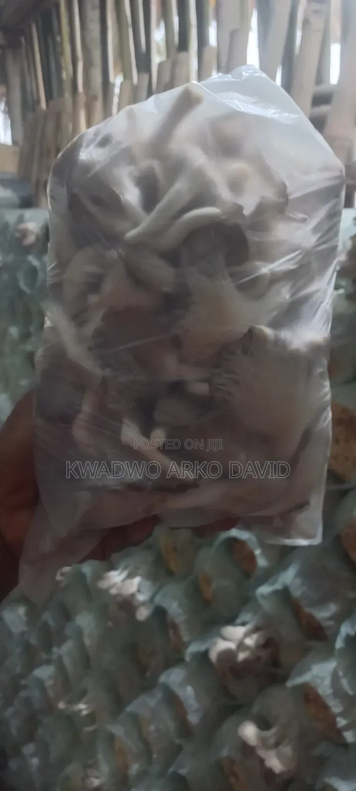 Fresh Oyster Mushroom