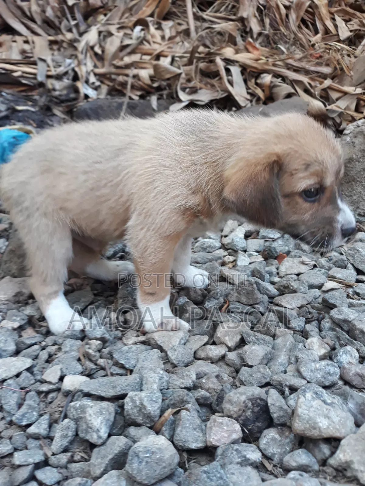 0-1 month Female Purebred Akita