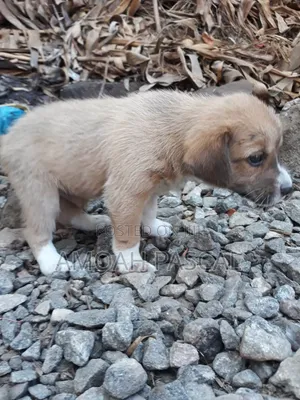 0-1 month Female Purebred Akita