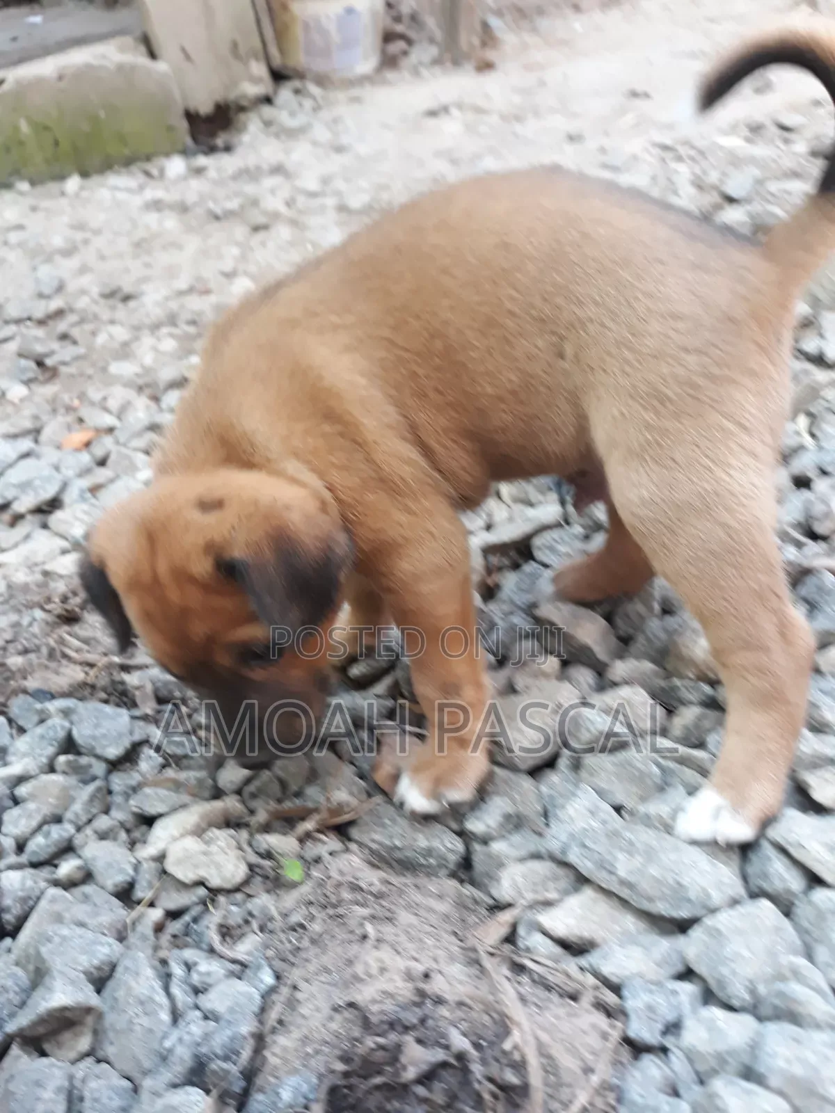 0-1 month Female Purebred Akita