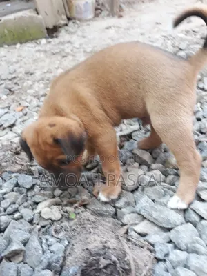 0-1 month Female Purebred Akita