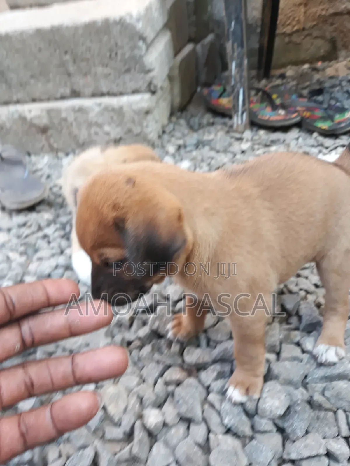 0-1 month Female Purebred Akita