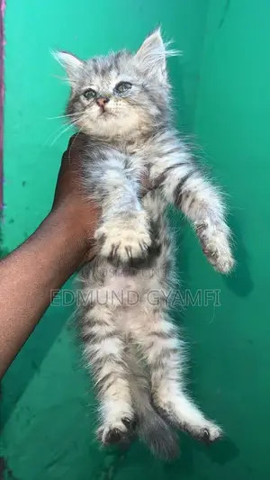 1-3 months Male Purebred Maine Coon