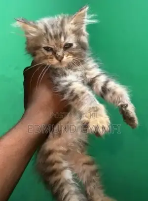 1-3 months Male Purebred Maine Coon