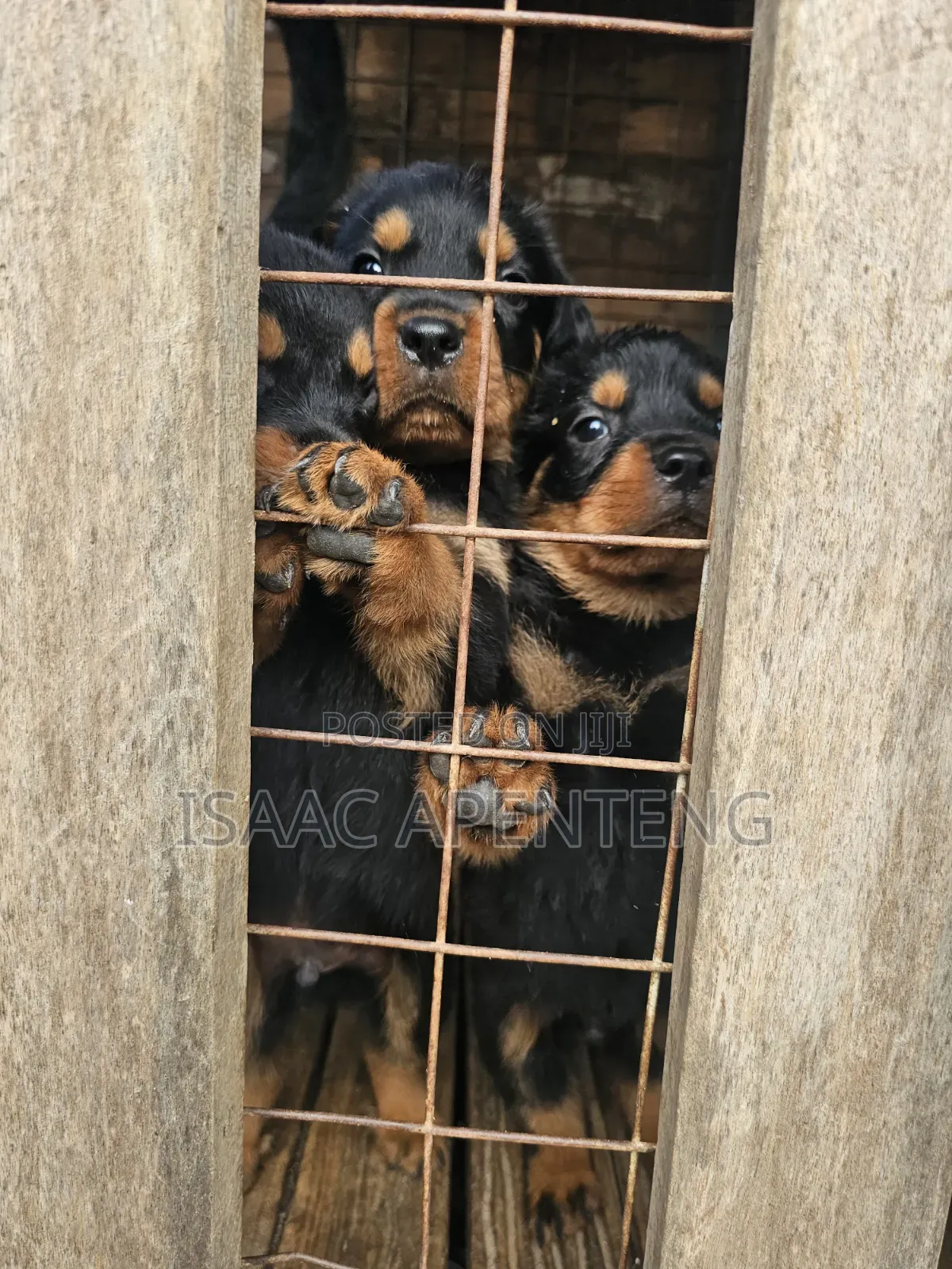 1-3 months Male Purebred Rottweiler