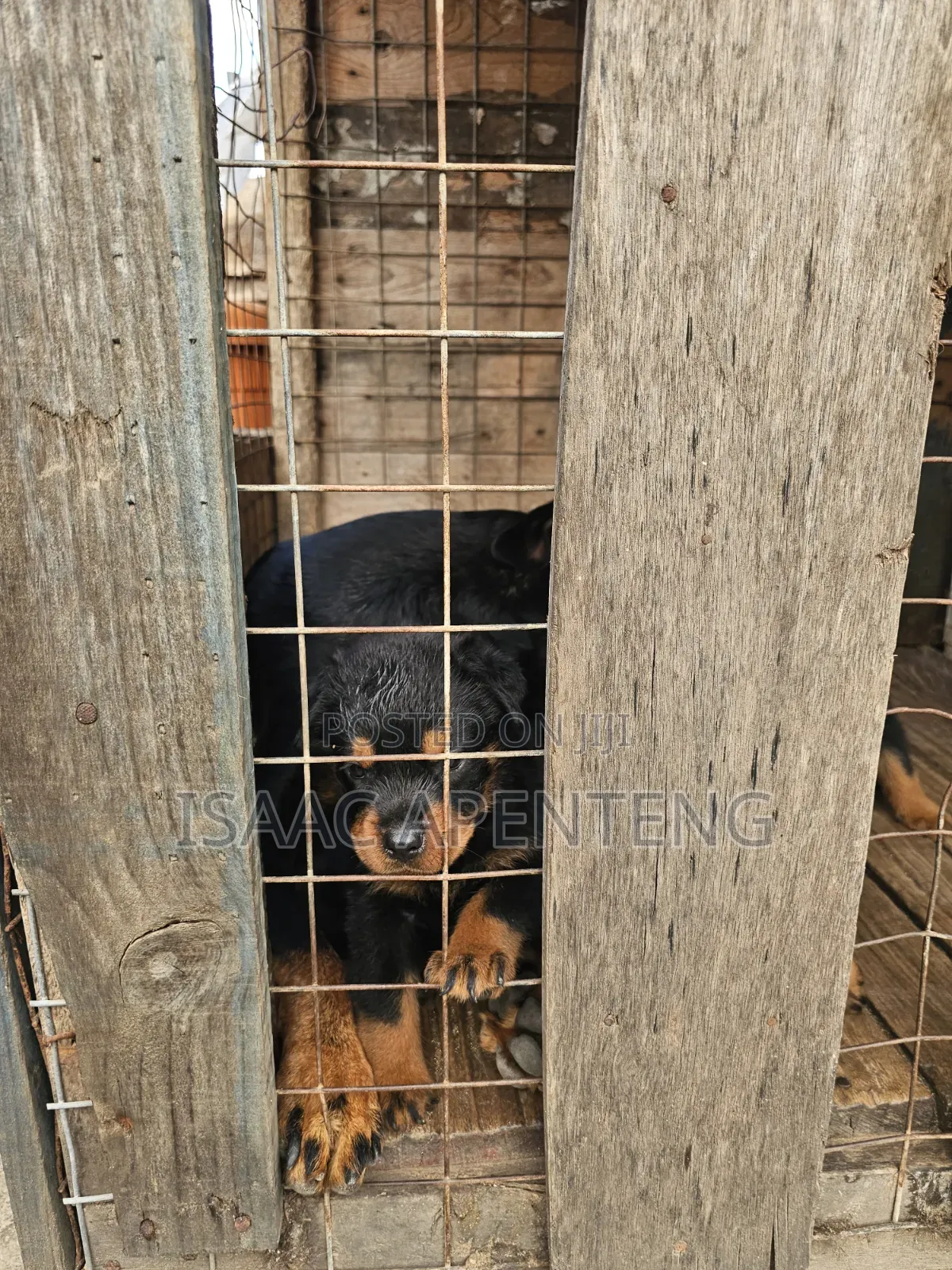 1-3 months Male Purebred Rottweiler