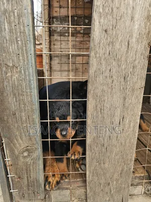 1-3 months Male Purebred Rottweiler