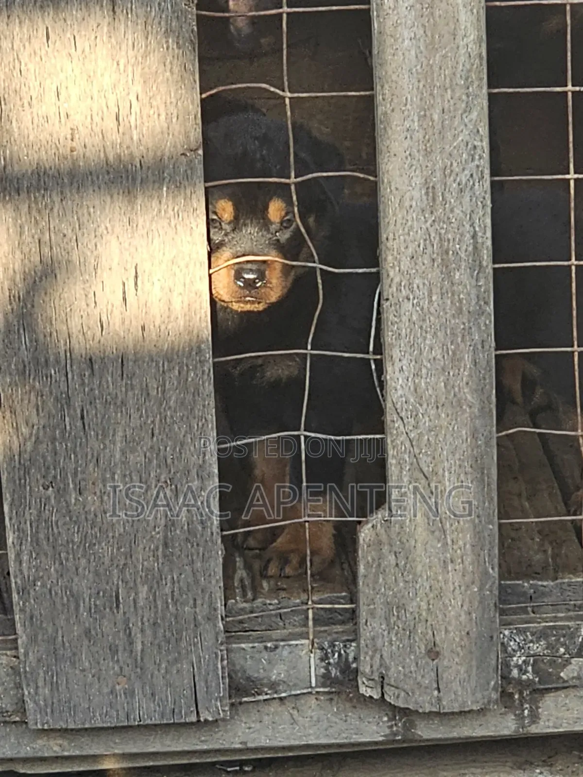 1-3 months Male Purebred Rottweiler