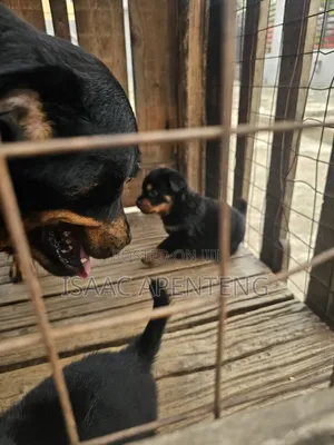 1-3 months Male Purebred Rottweiler