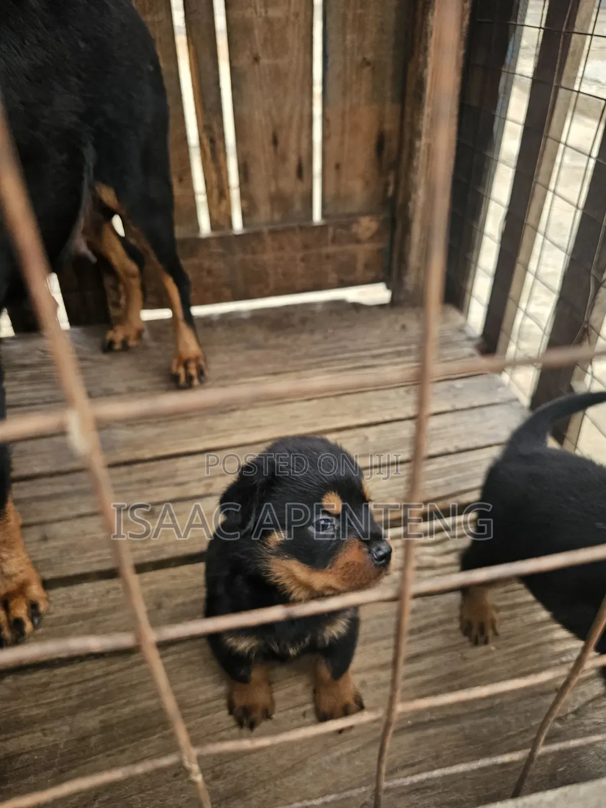 1-3 months Male Purebred Rottweiler