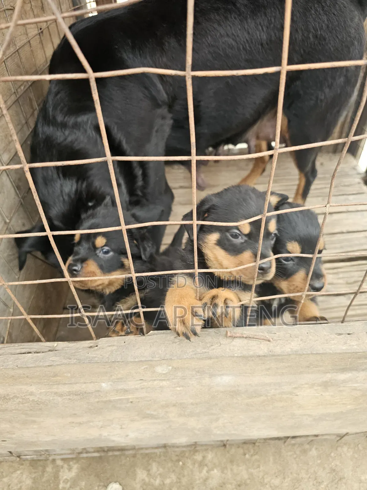 1-3 months Male Purebred Rottweiler