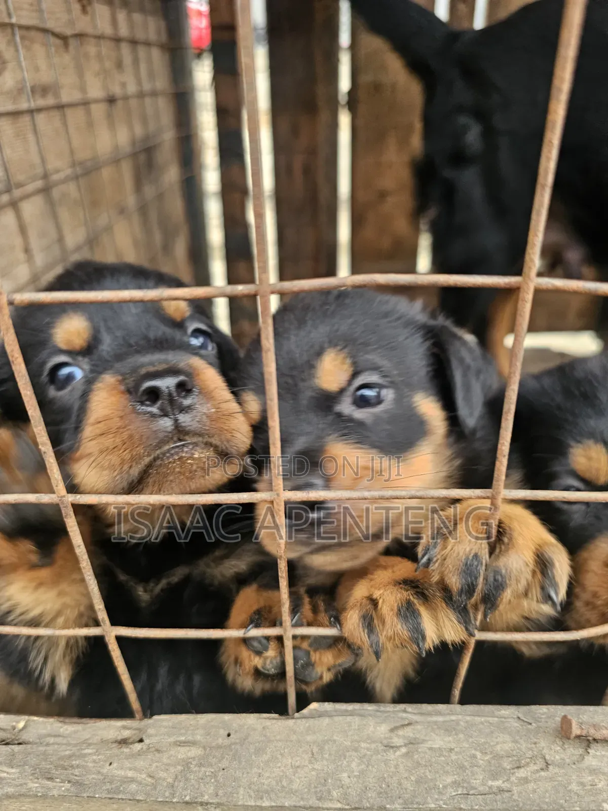 1-3 months Male Purebred Rottweiler