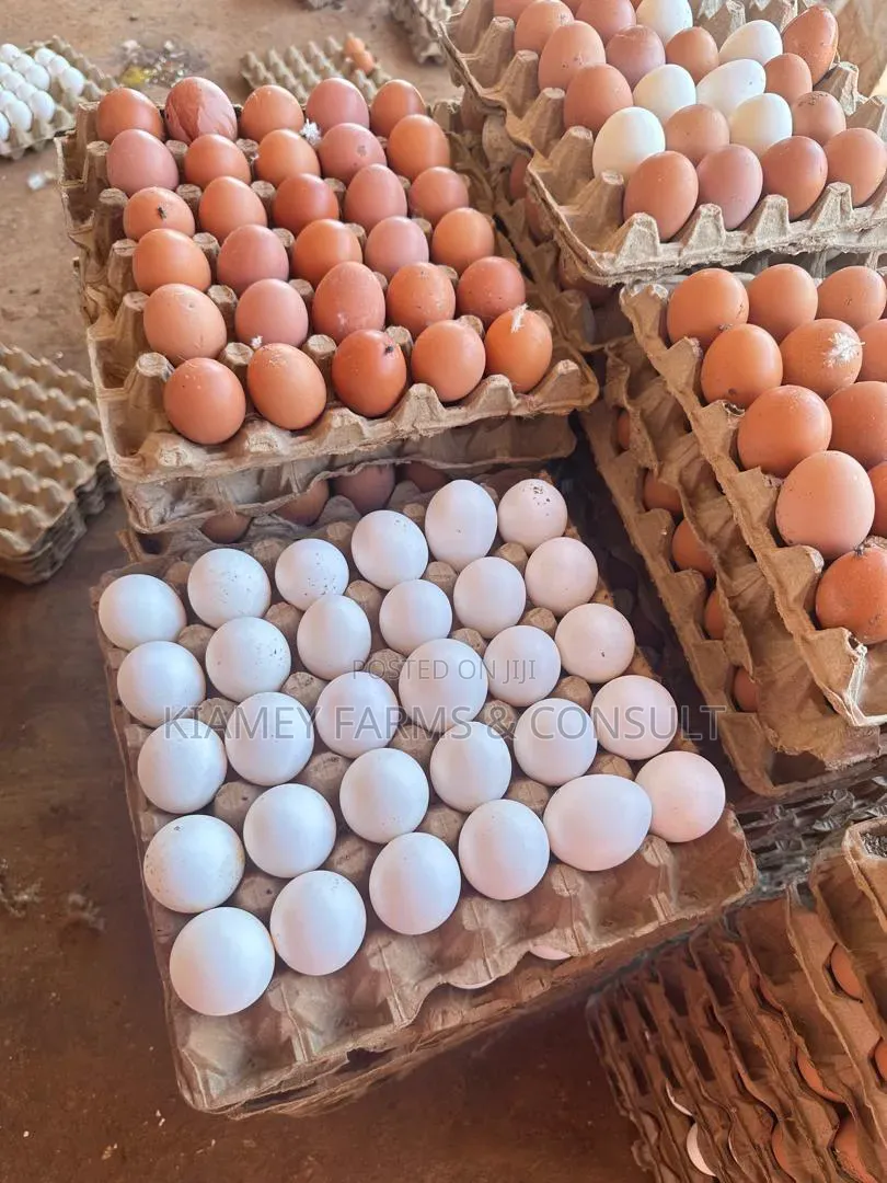 Chicken Eggs