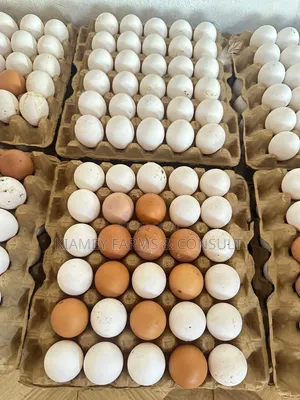 Chicken Eggs