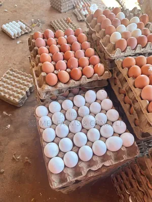 Chicken Eggs