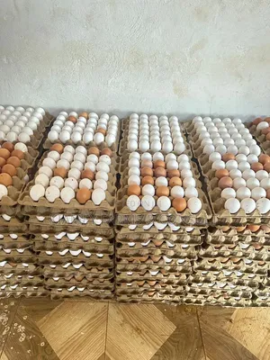 Chicken Eggs