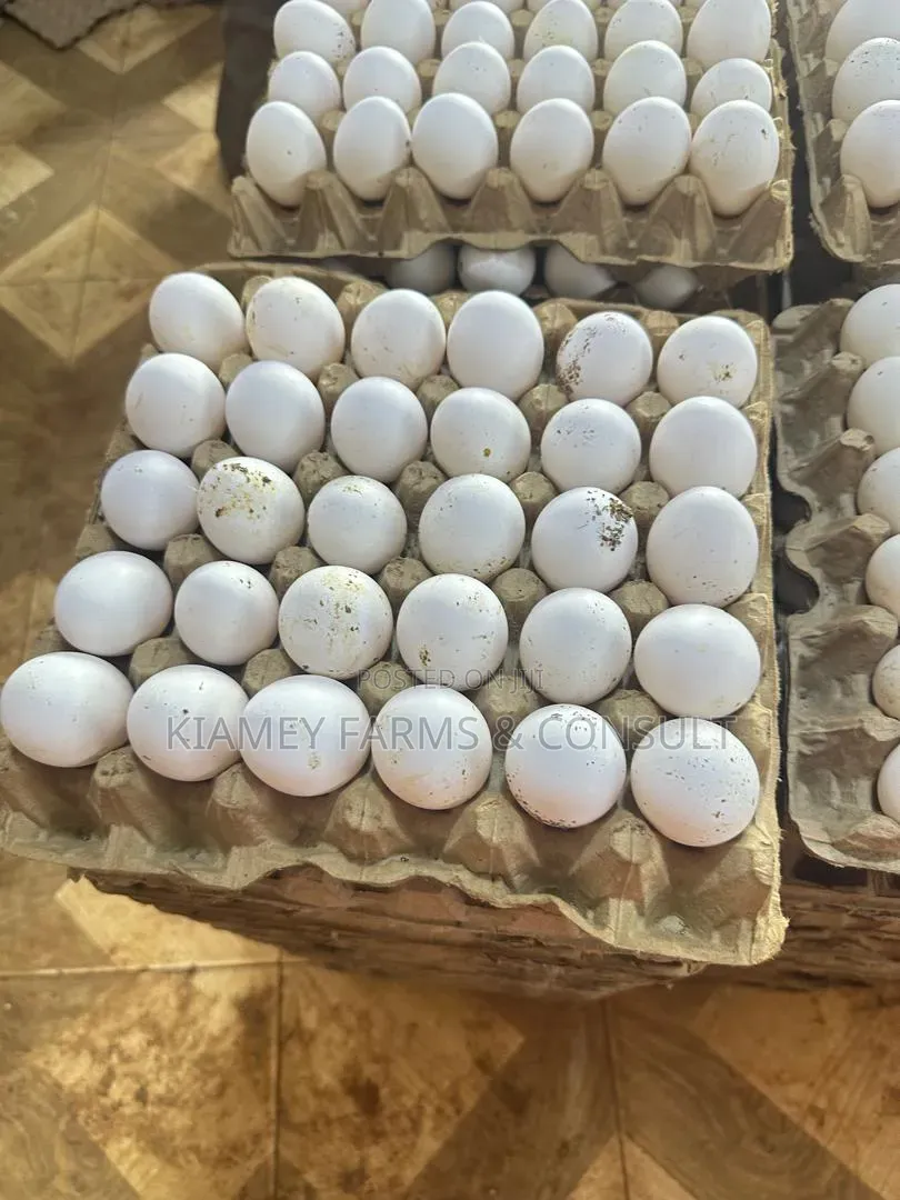 Chicken Eggs