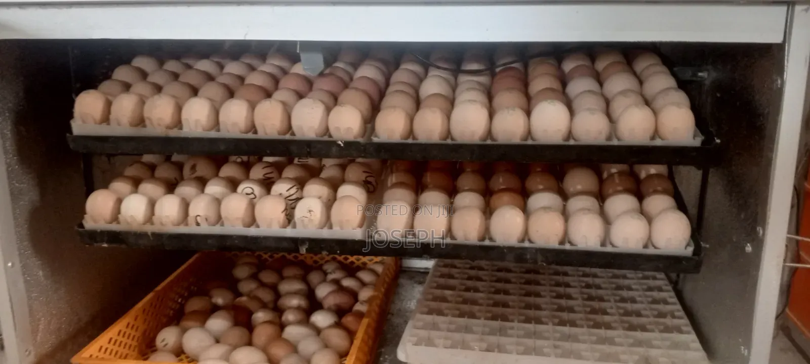 Day Old Chicks