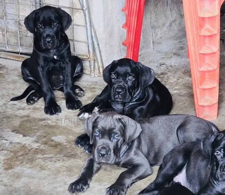 1-3 months Male Purebred Cane Corso