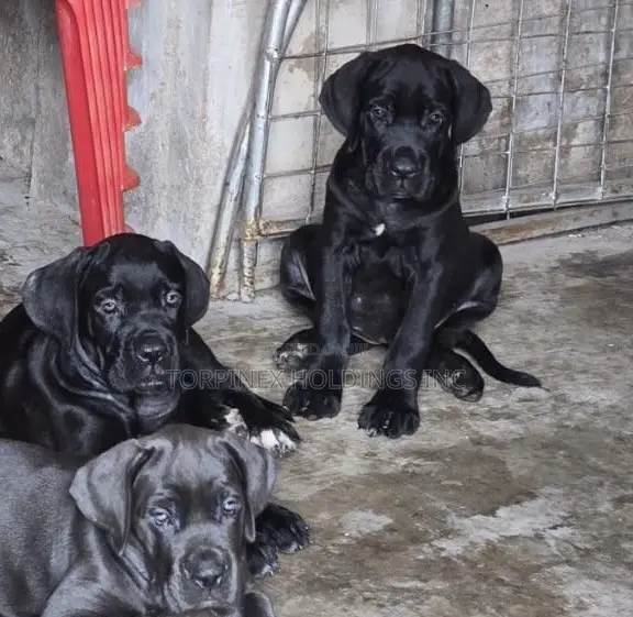1-3 months Male Purebred Cane Corso