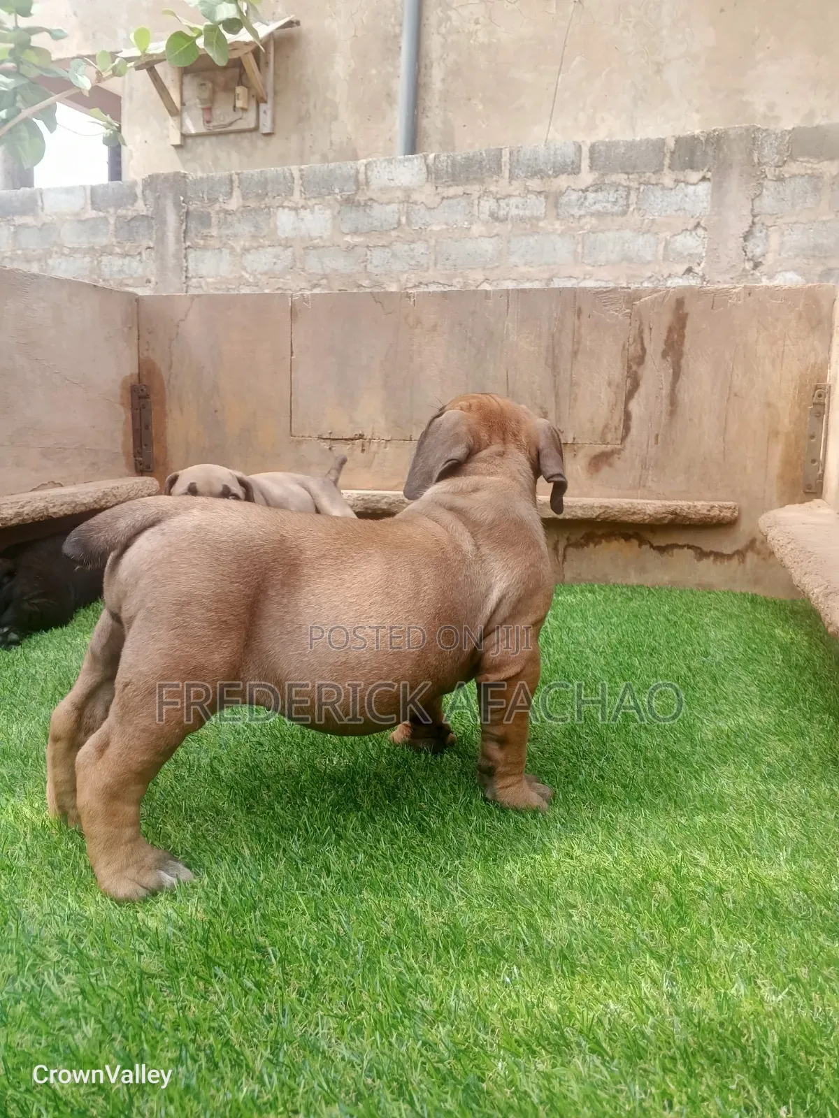 1-3 months Female Purebred Boerboel
