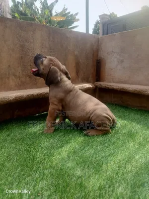 1-3 months Female Purebred Boerboel