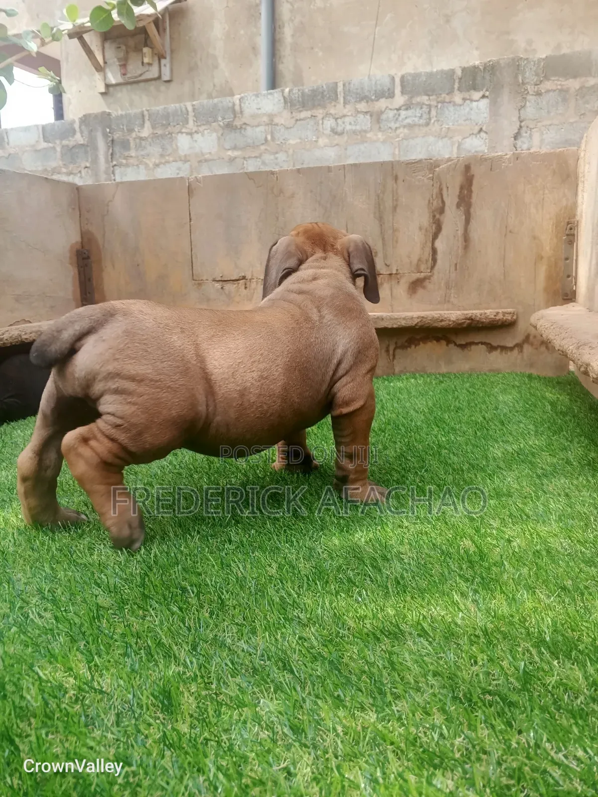 1-3 months Female Purebred Boerboel