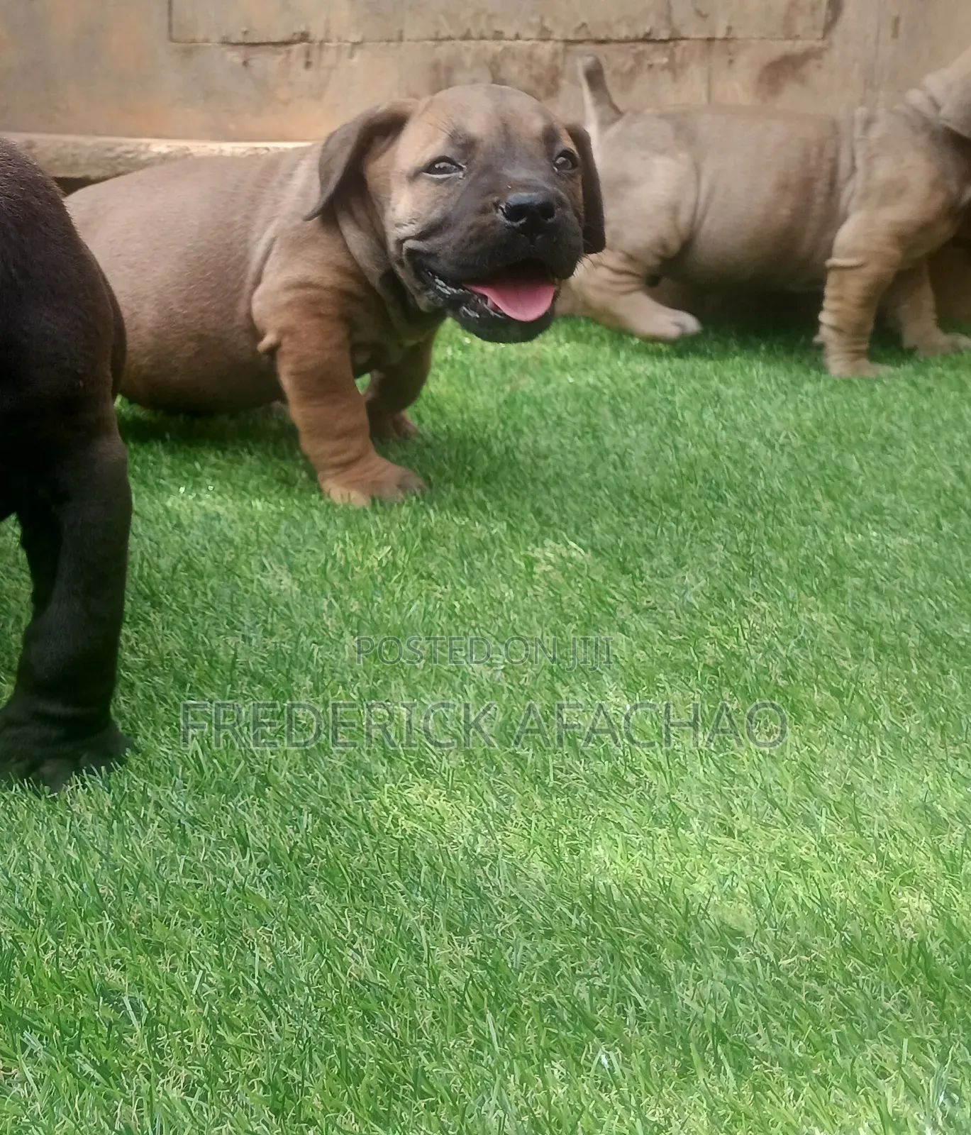 1-3 months Female Purebred Boerboel