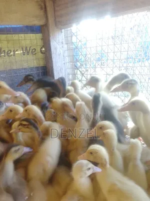 Pekin Duck