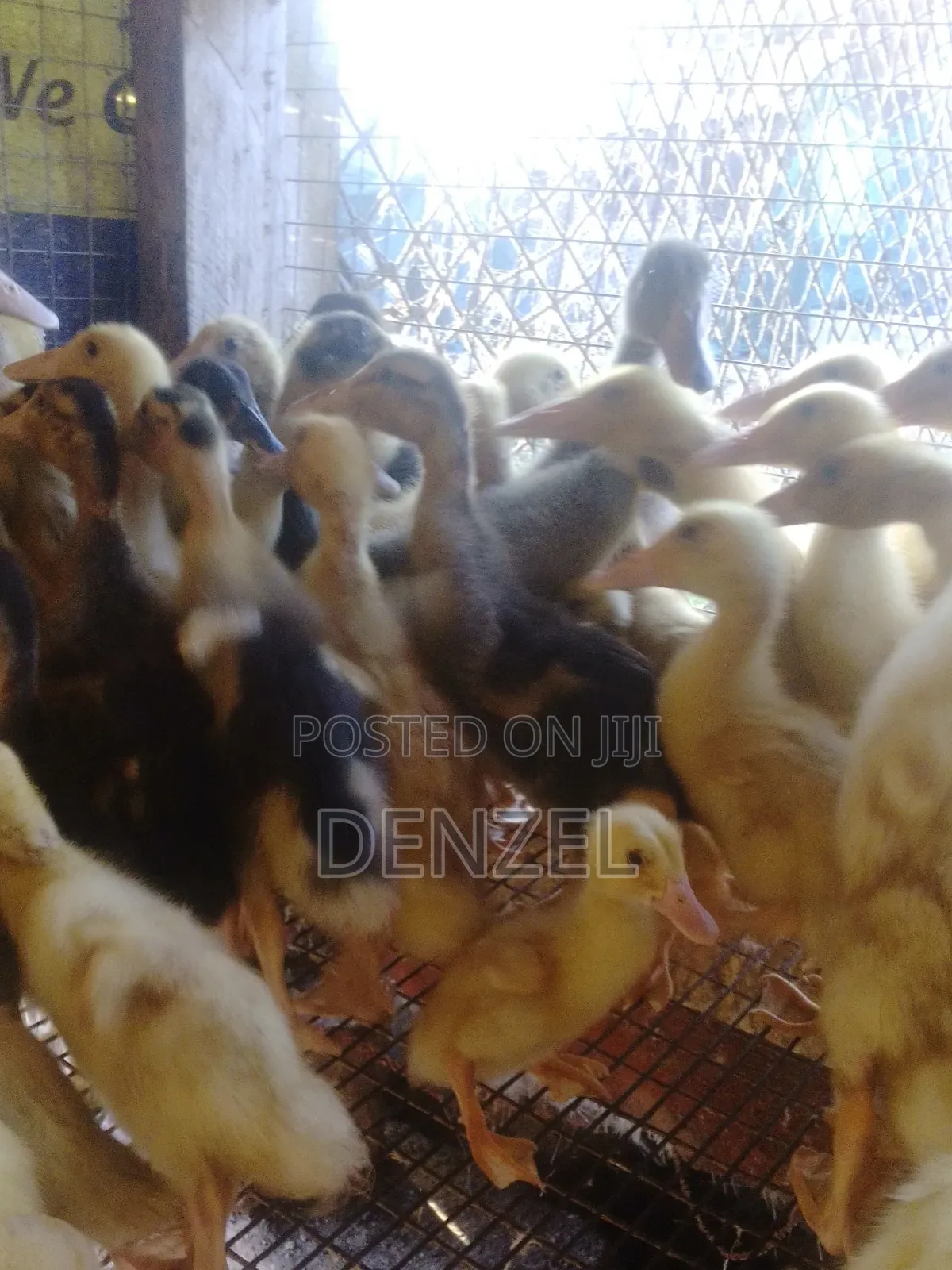 Pekin Duck