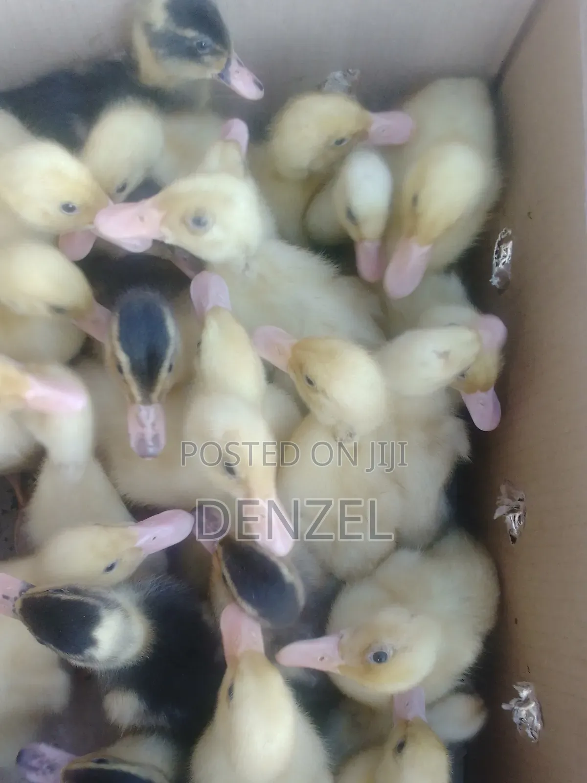 Pekin Duck