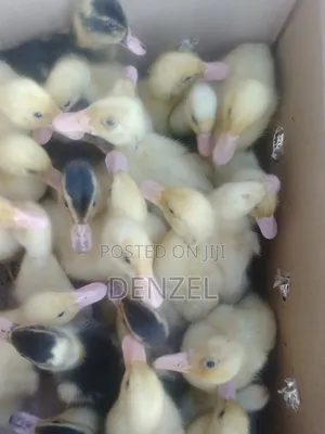 Pekin Duck