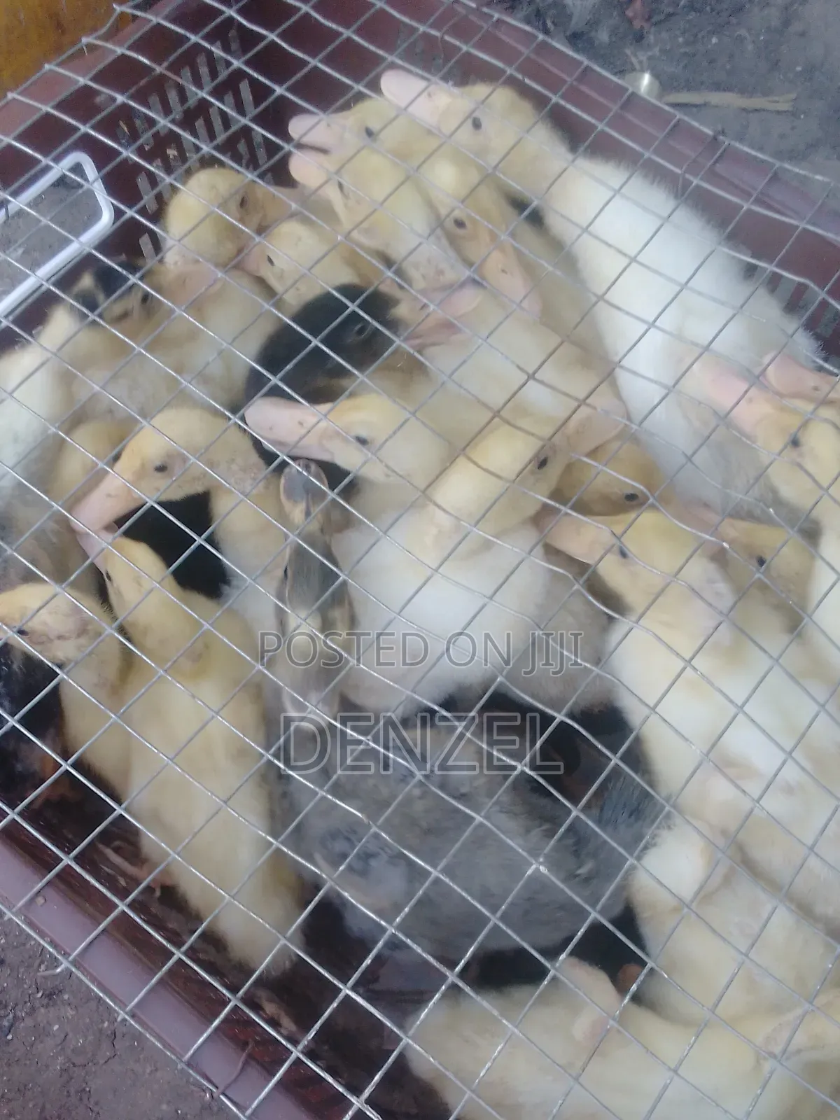 Pekin Duck