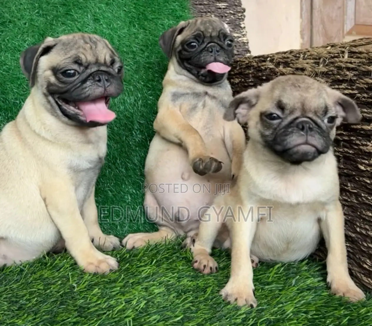 1-3 months Male Purebred Pug