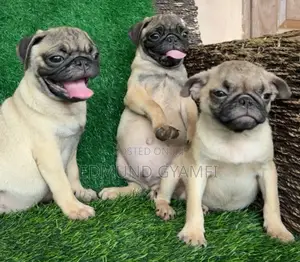 1-3 months Male Purebred Pug