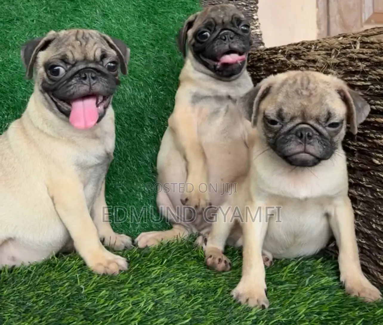 1-3 months Male Purebred Pug