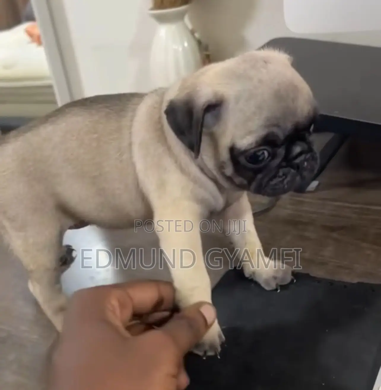 1-3 months Female Purebred Pug