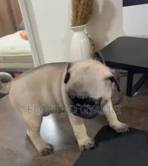 1-3 months Female Purebred Pug
