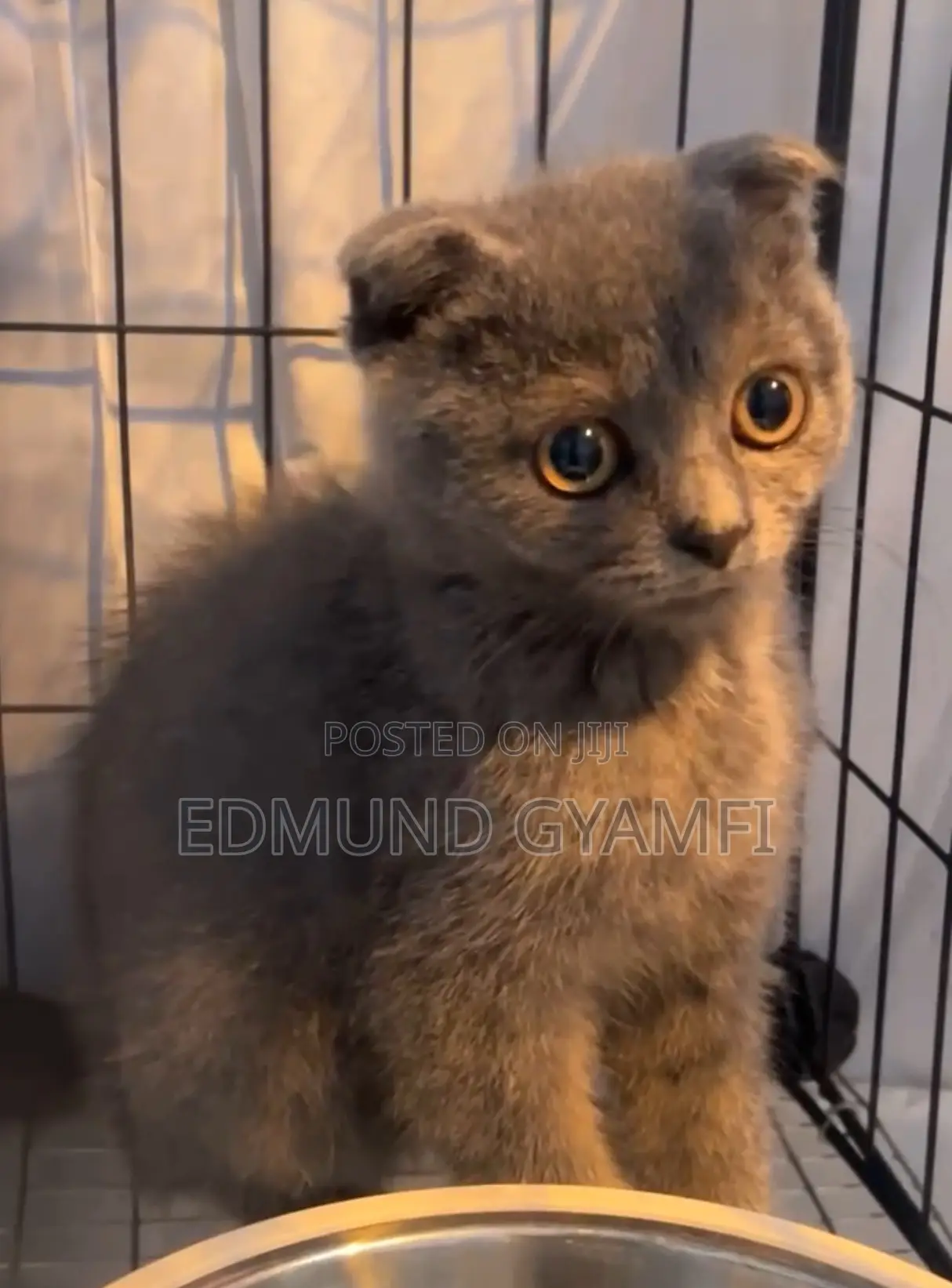1-3 months Male Purebred Scottish Fold