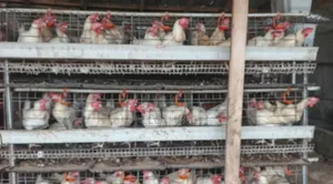 White Chicken Layers for Sale