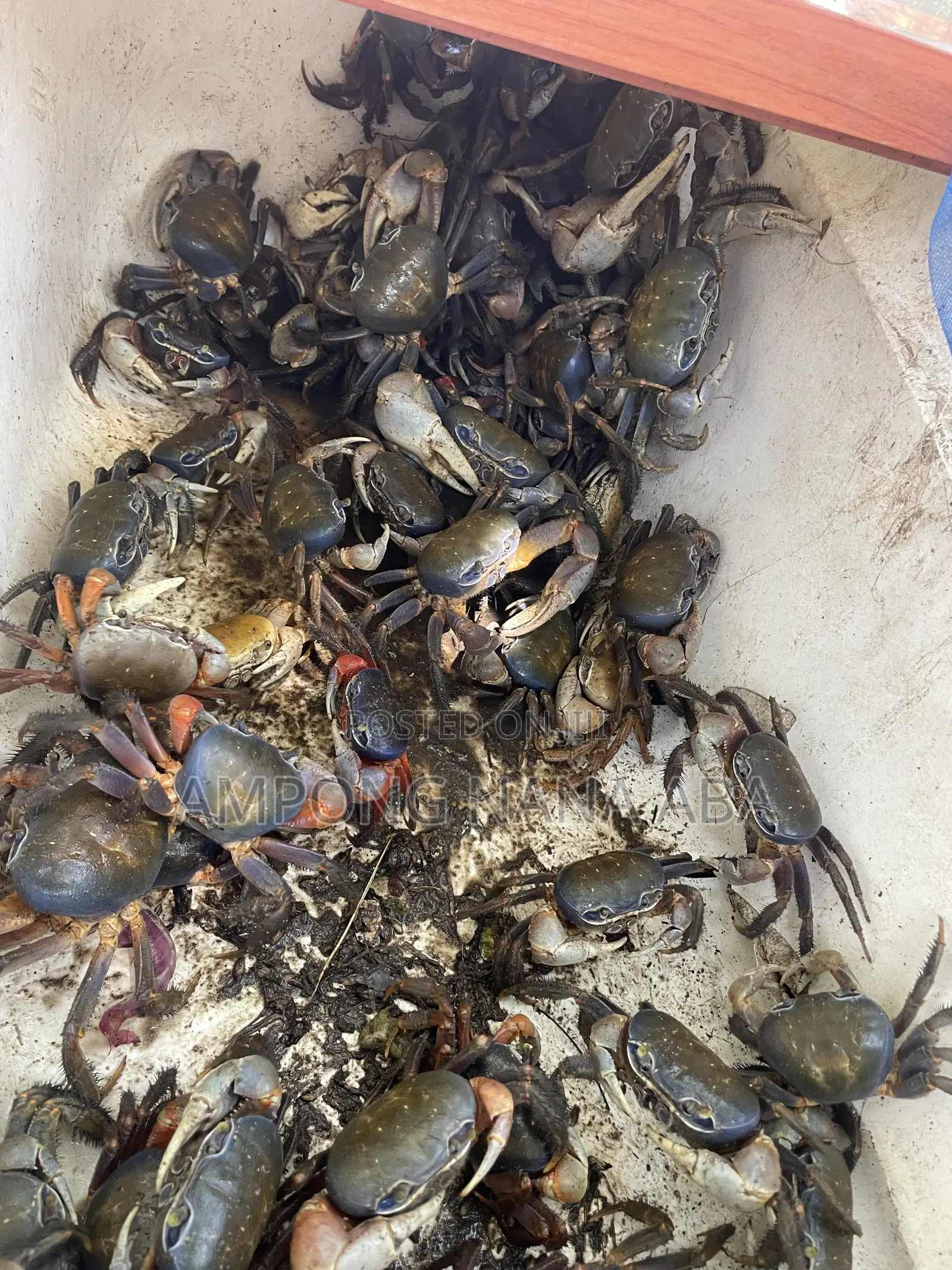 Fresh Crabs 3